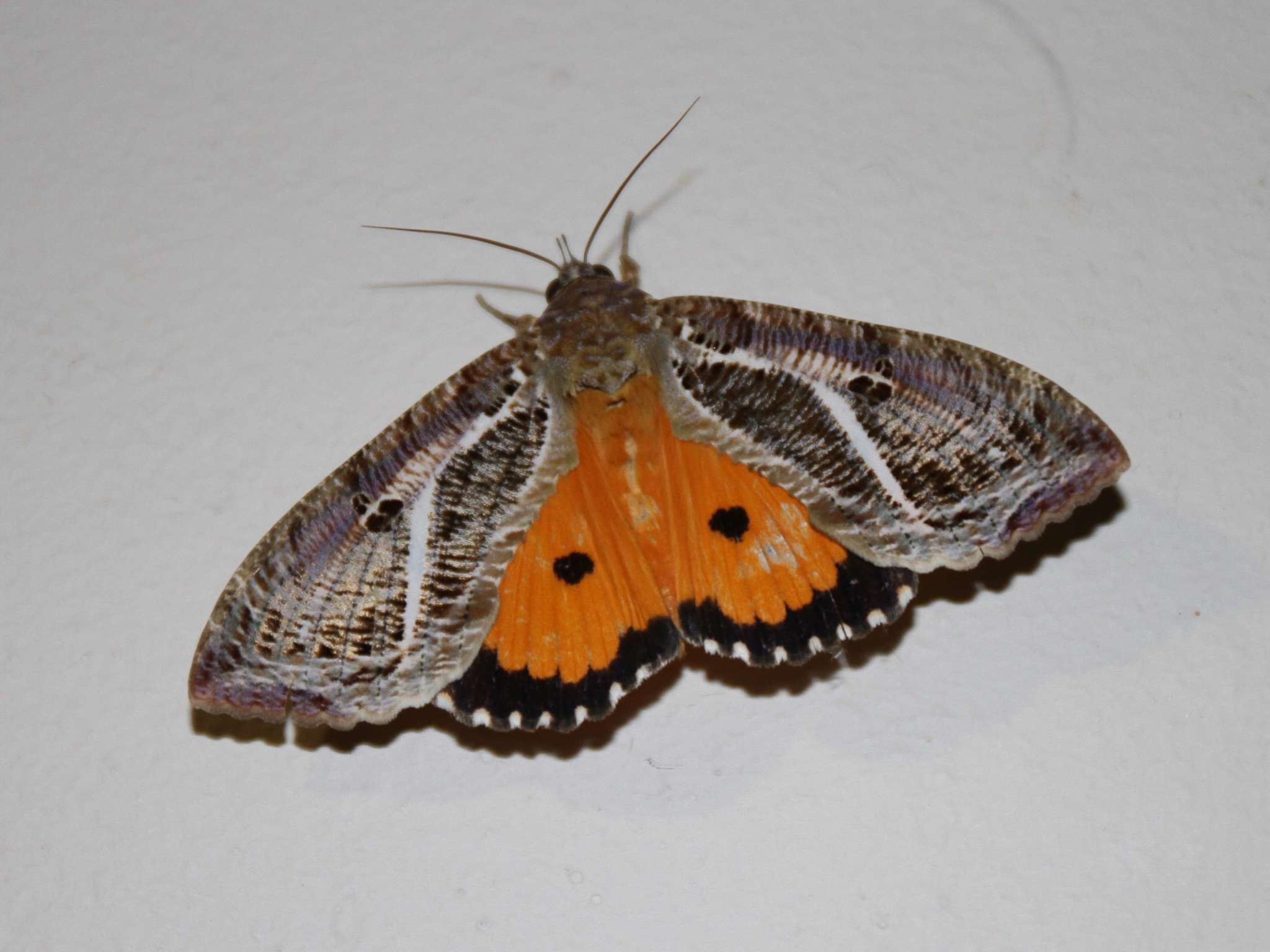 Eudocima materna