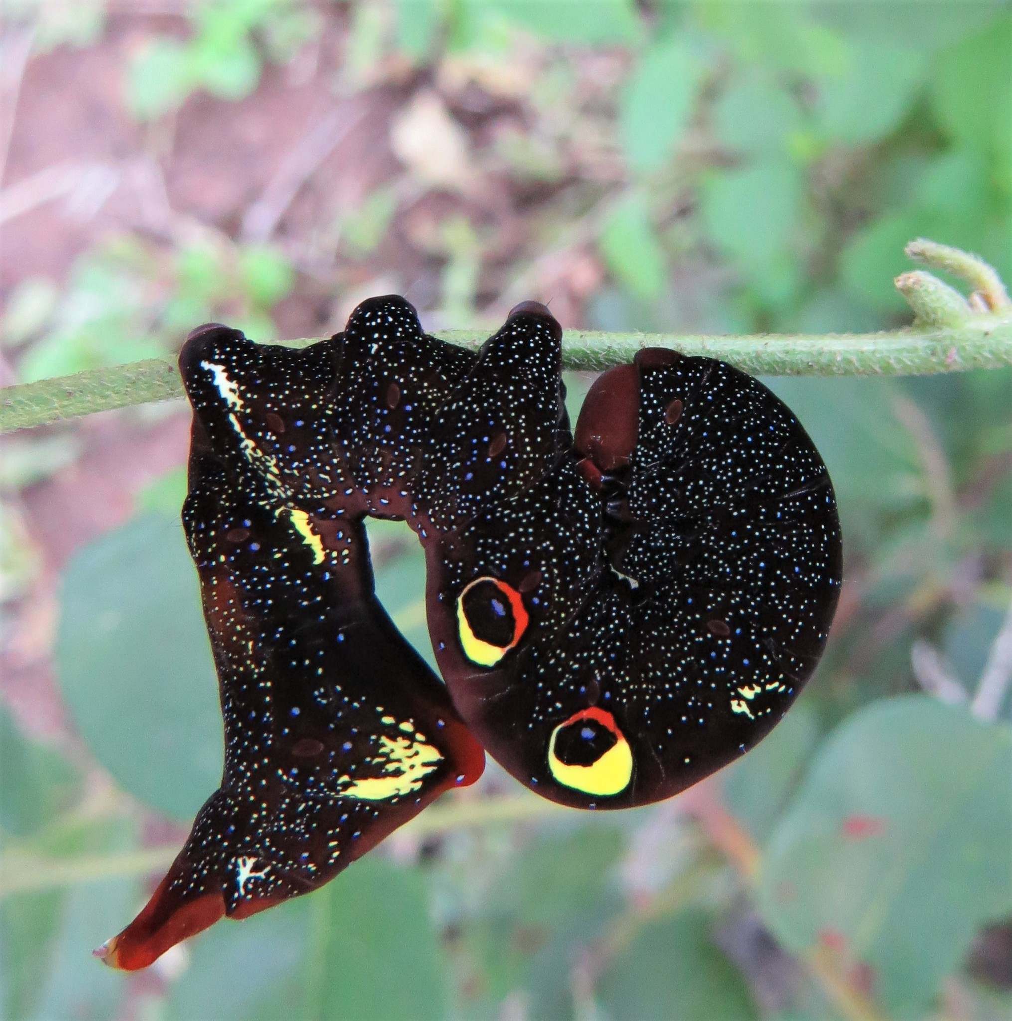 Eudocima materna