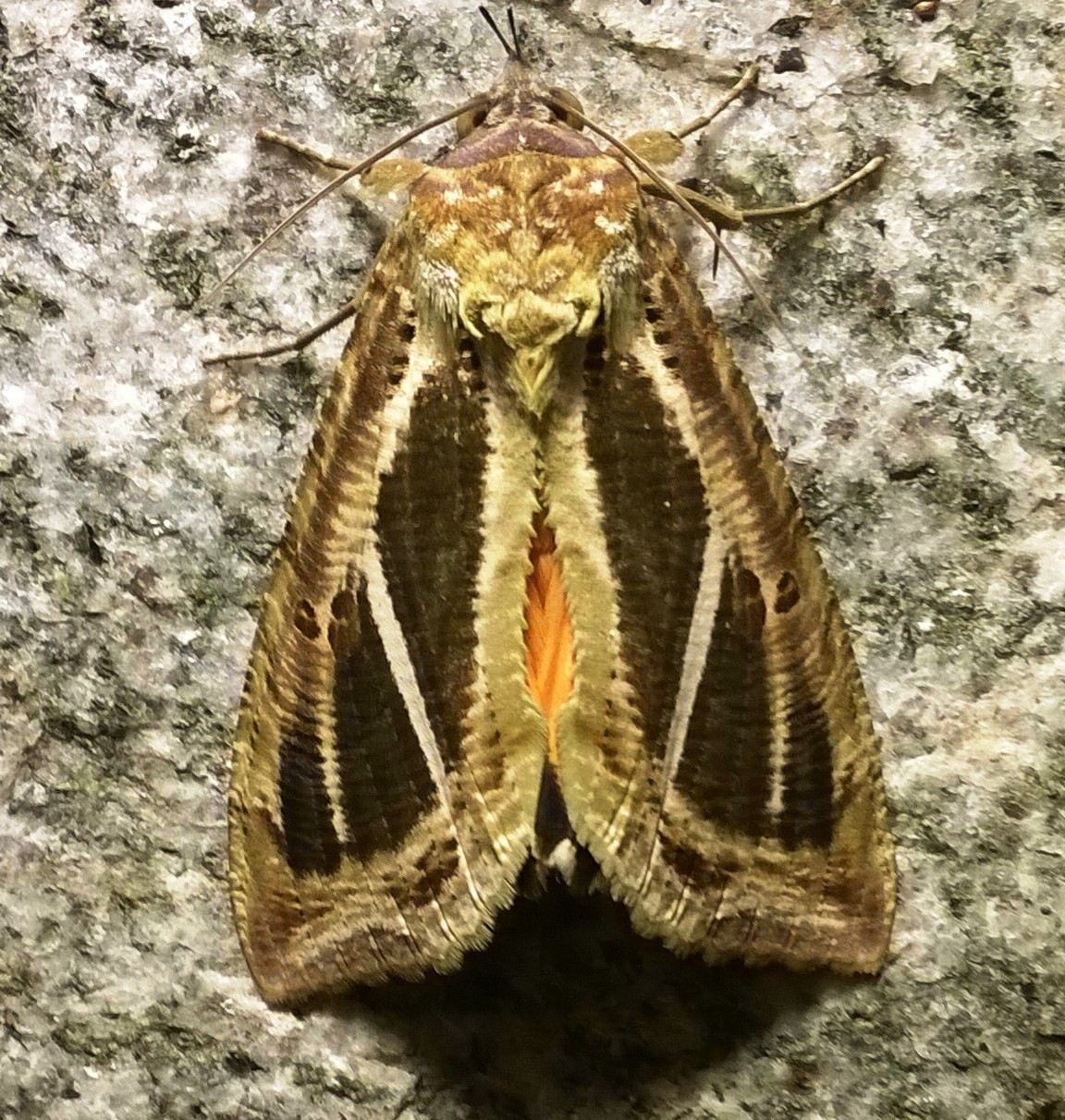 Eudocima materna