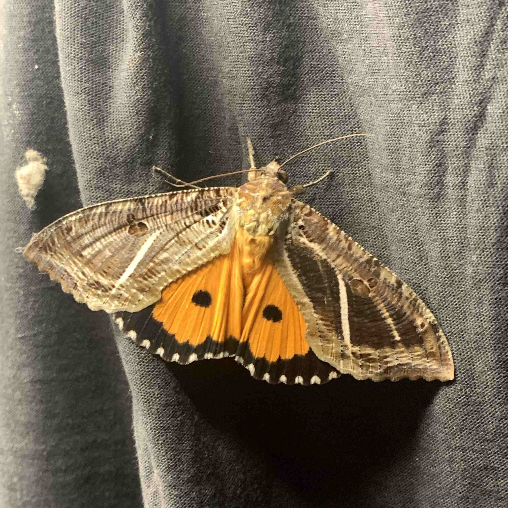 Eudocima materna