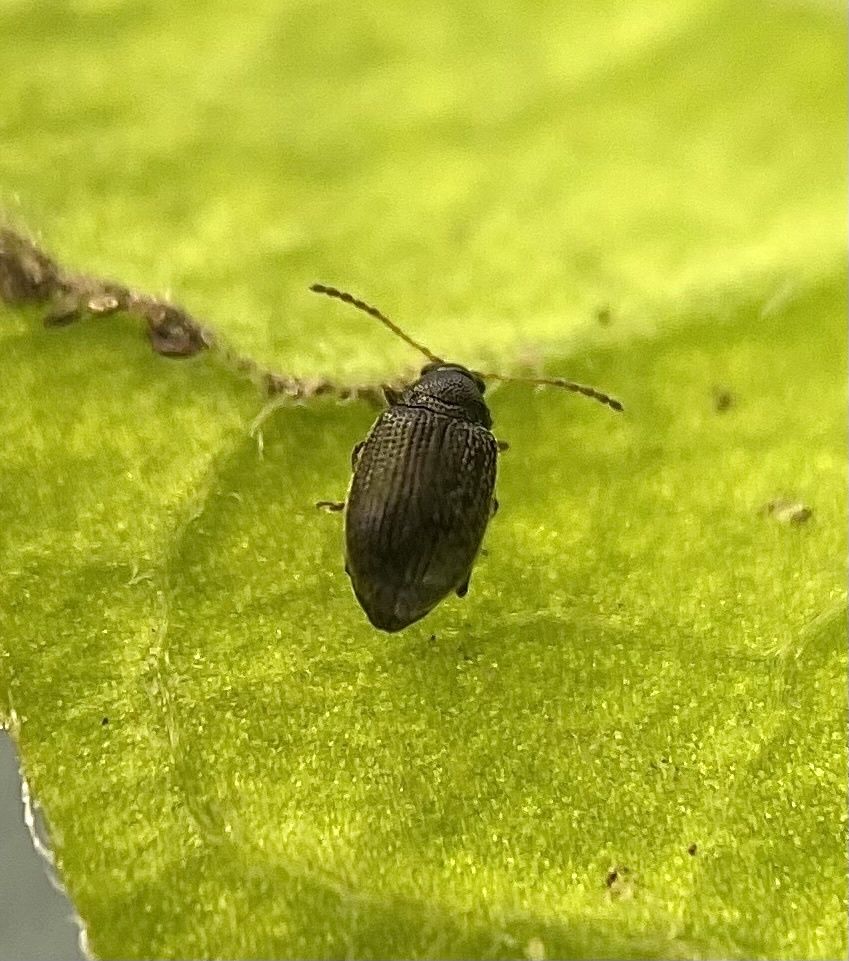 Epitrix tuberis
