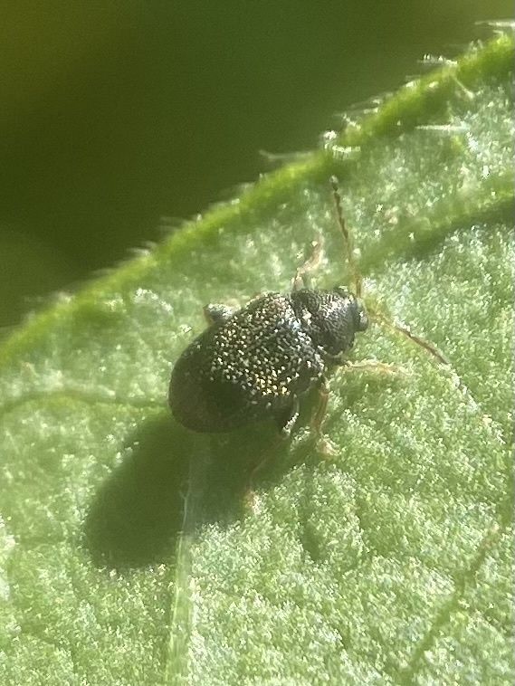 Epitrix tuberis