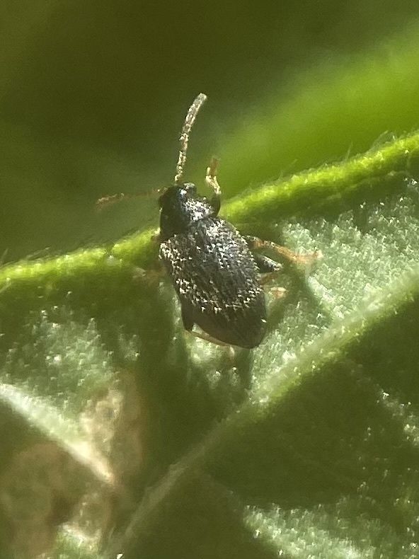 Epitrix tuberis