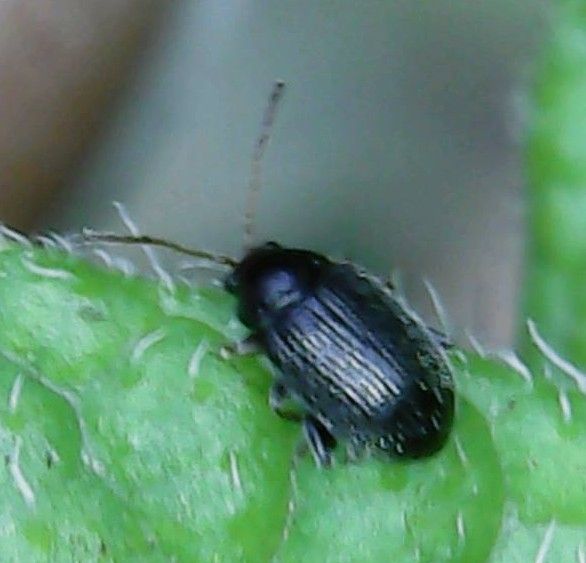 Epitrix tuberis