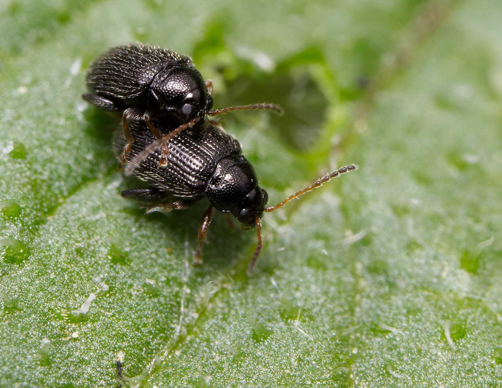 Epitrix tuberis