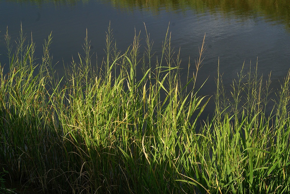 Zizania latifolia