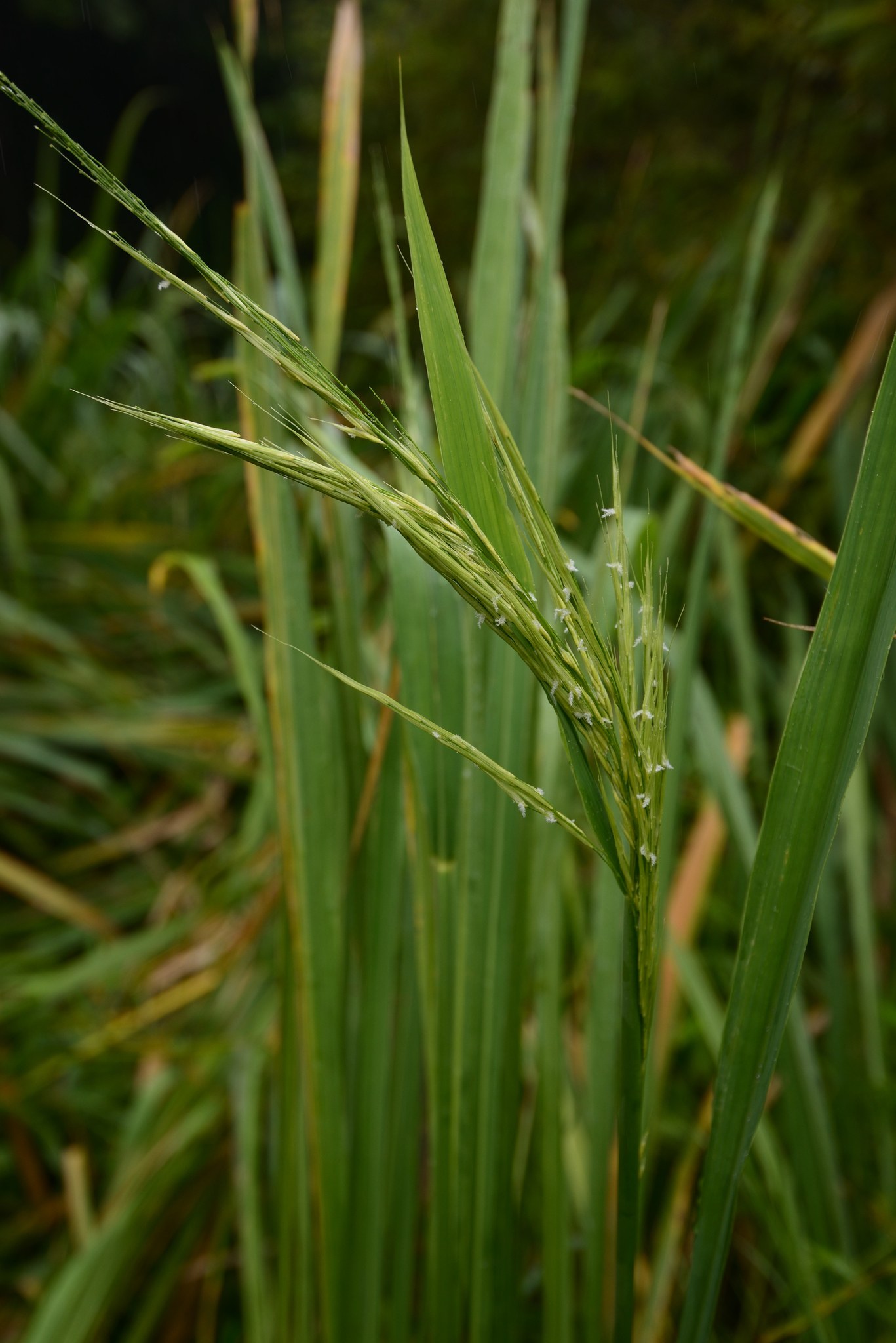 Zizania latifolia