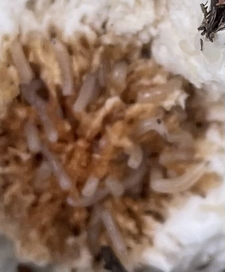 Megaselia halterata