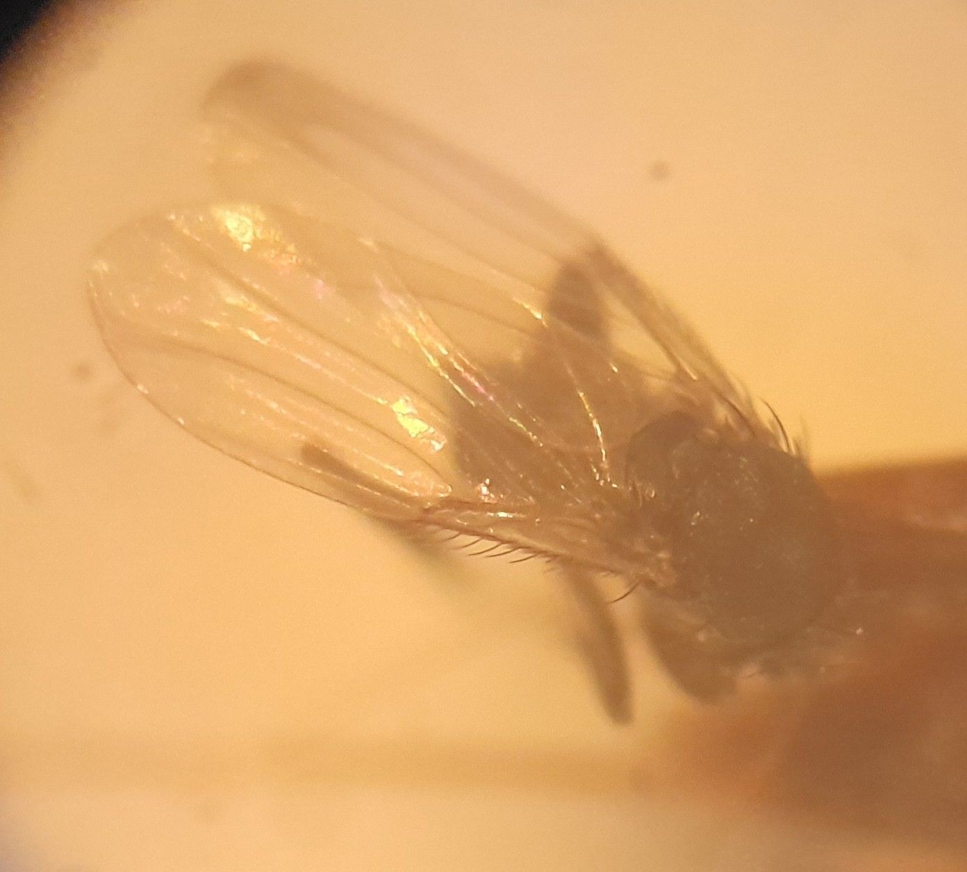 Megaselia halterata