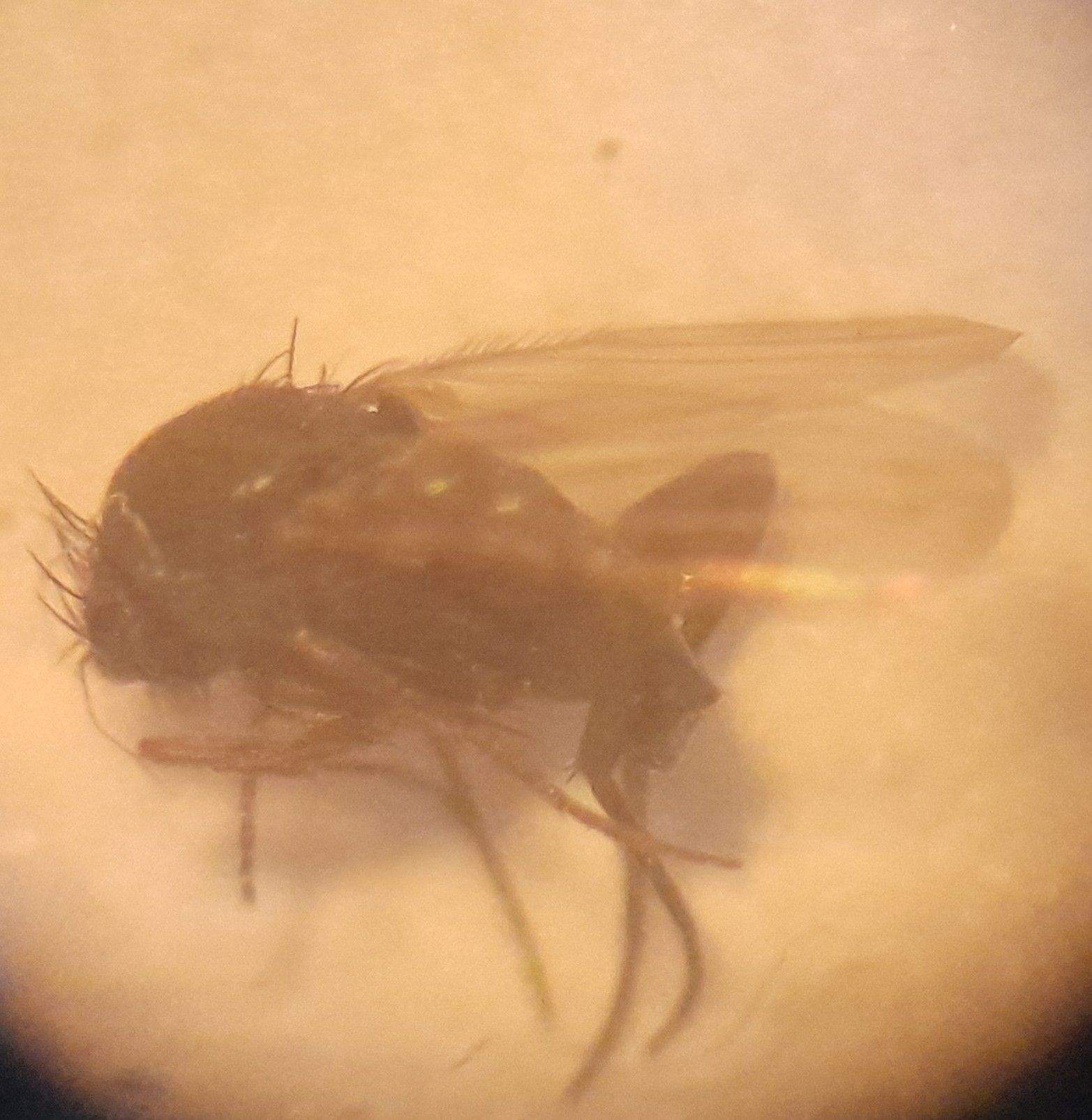 Megaselia halterata