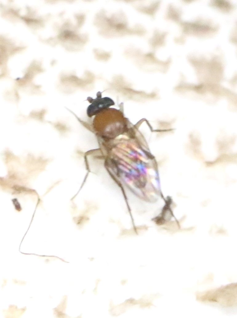 Megaselia halterata