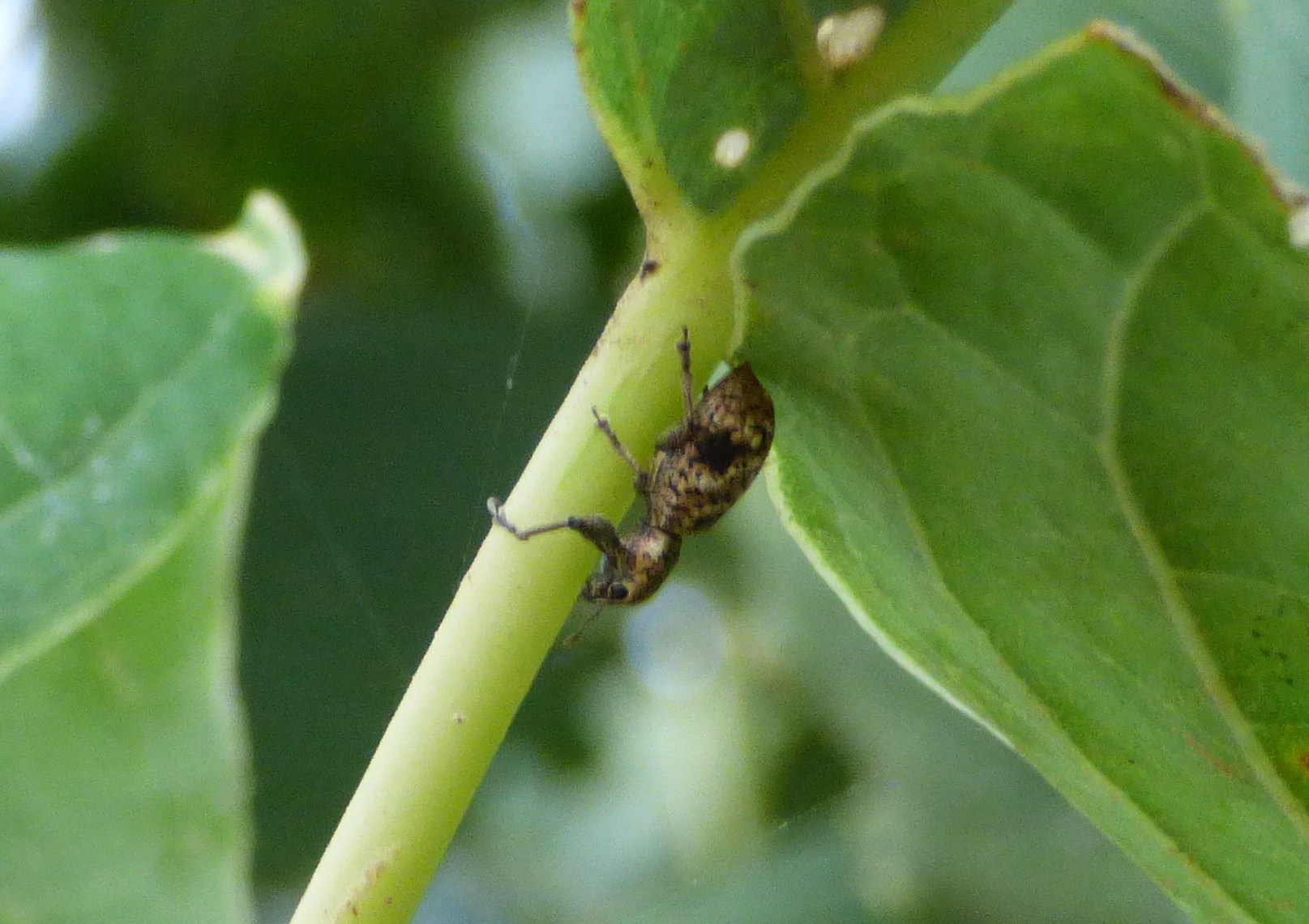 Hadromeropsis
