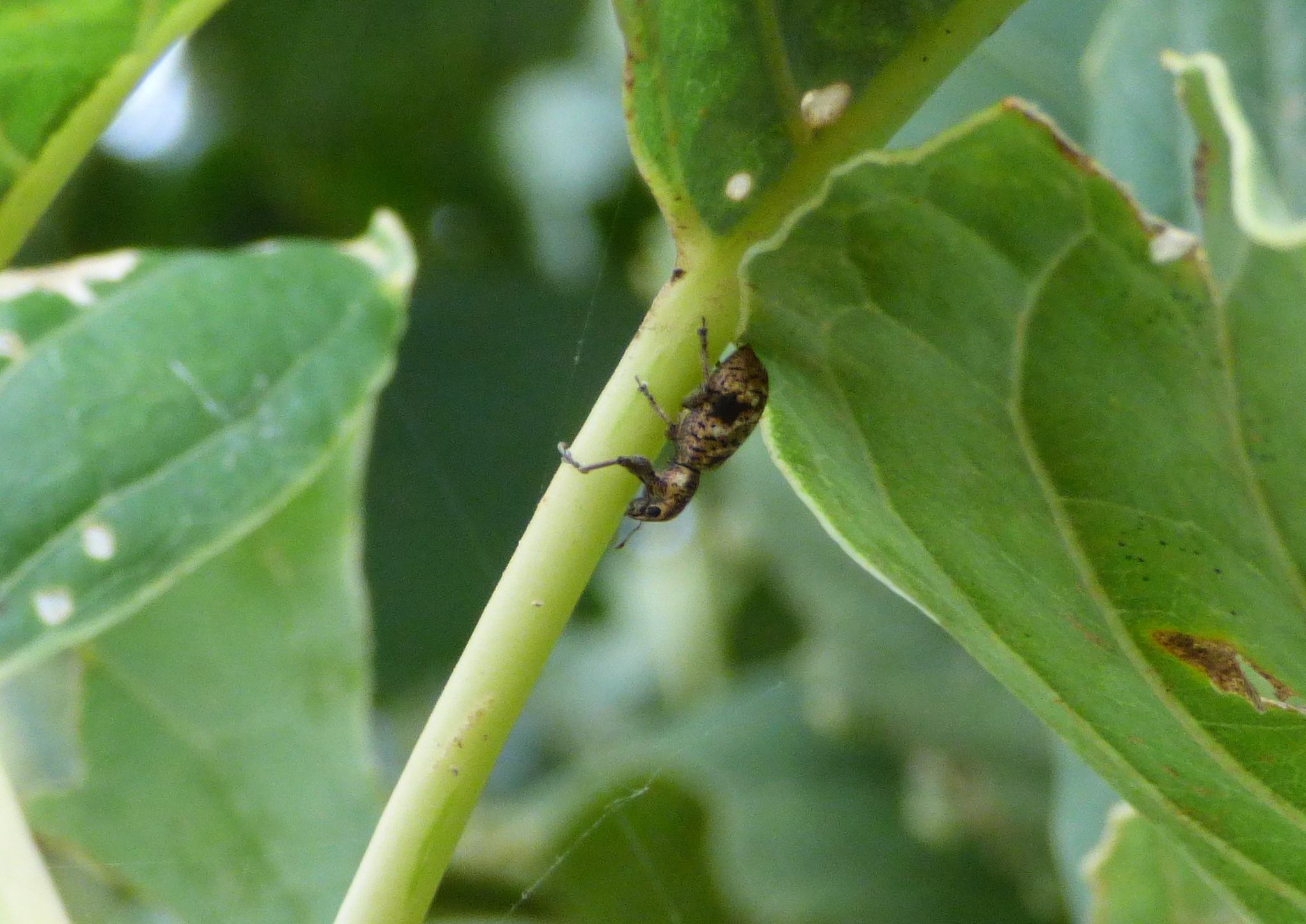 Hadromeropsis