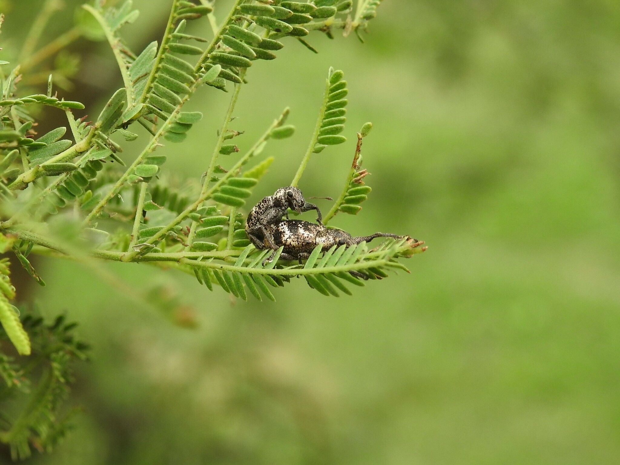 Hadromeropsis