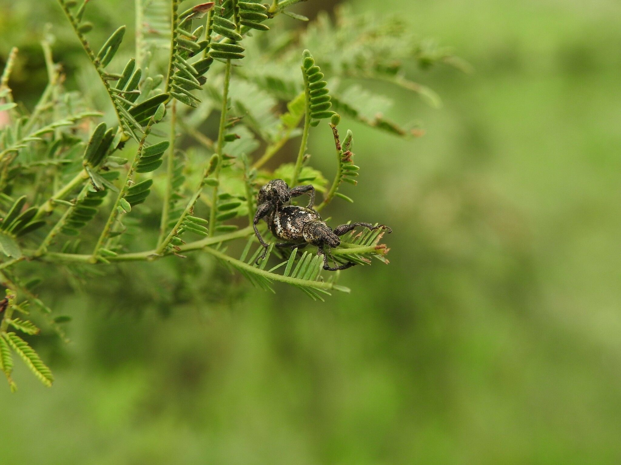 Hadromeropsis