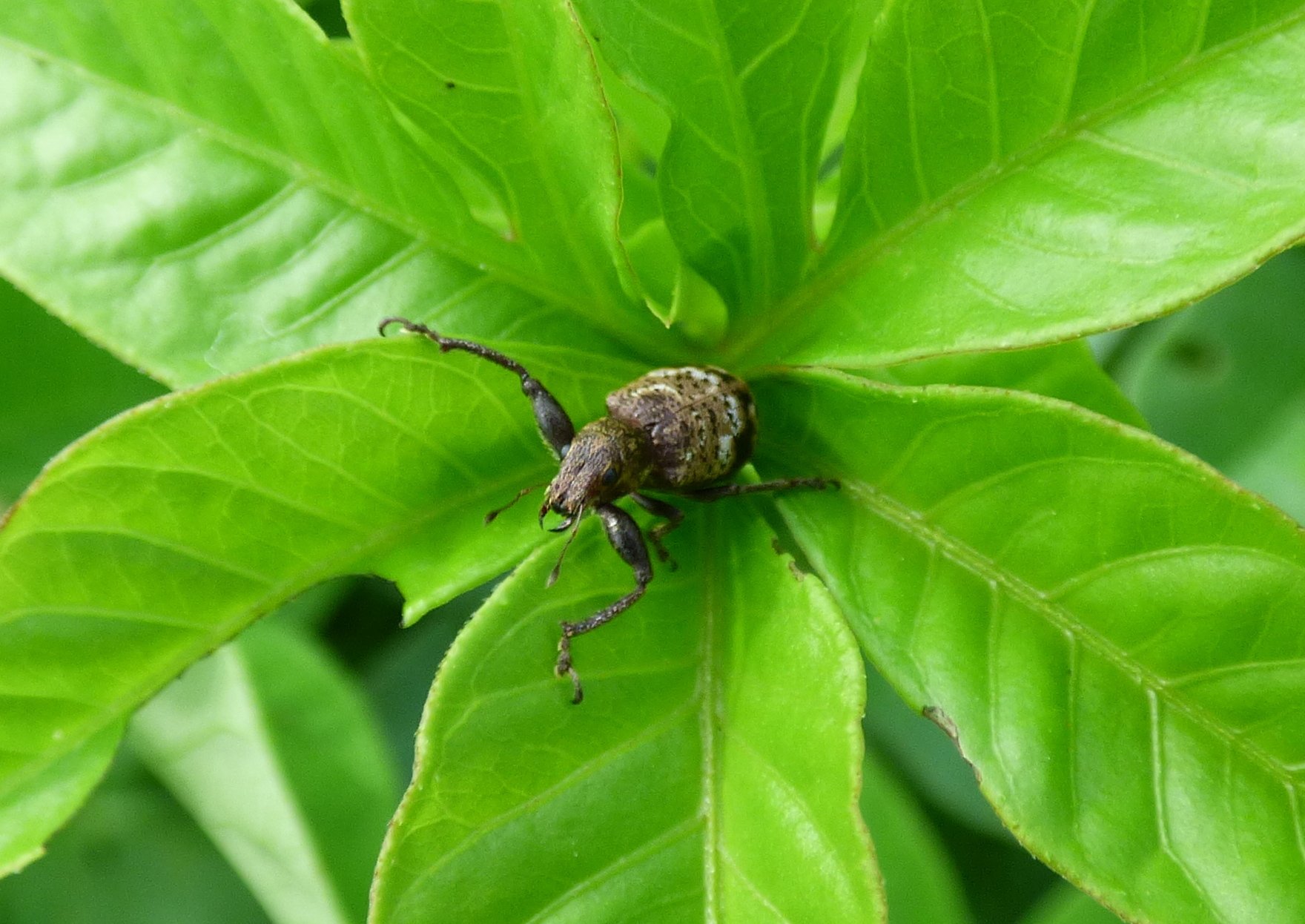 Hadromeropsis