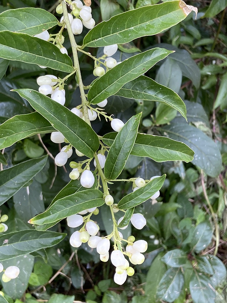 Cestrum nocturnum