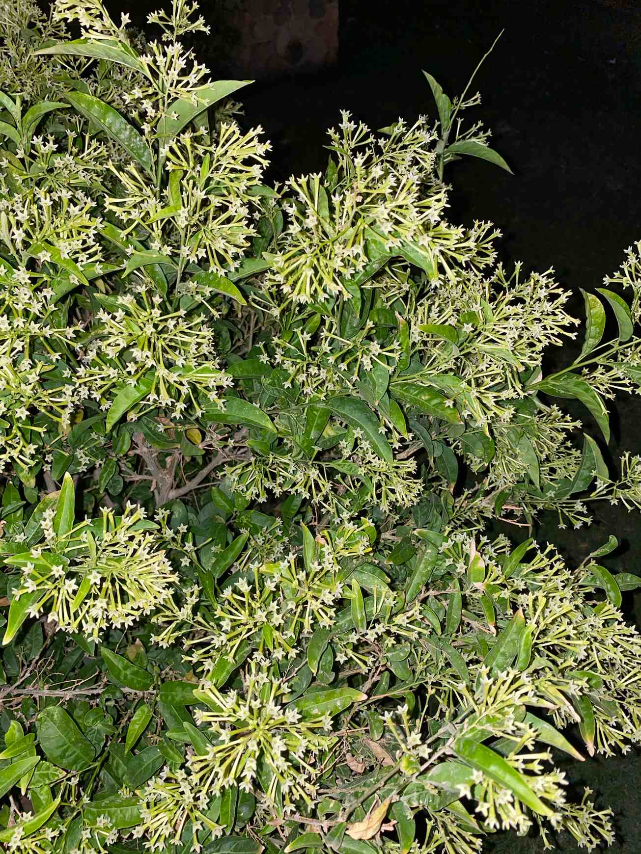 Cestrum nocturnum