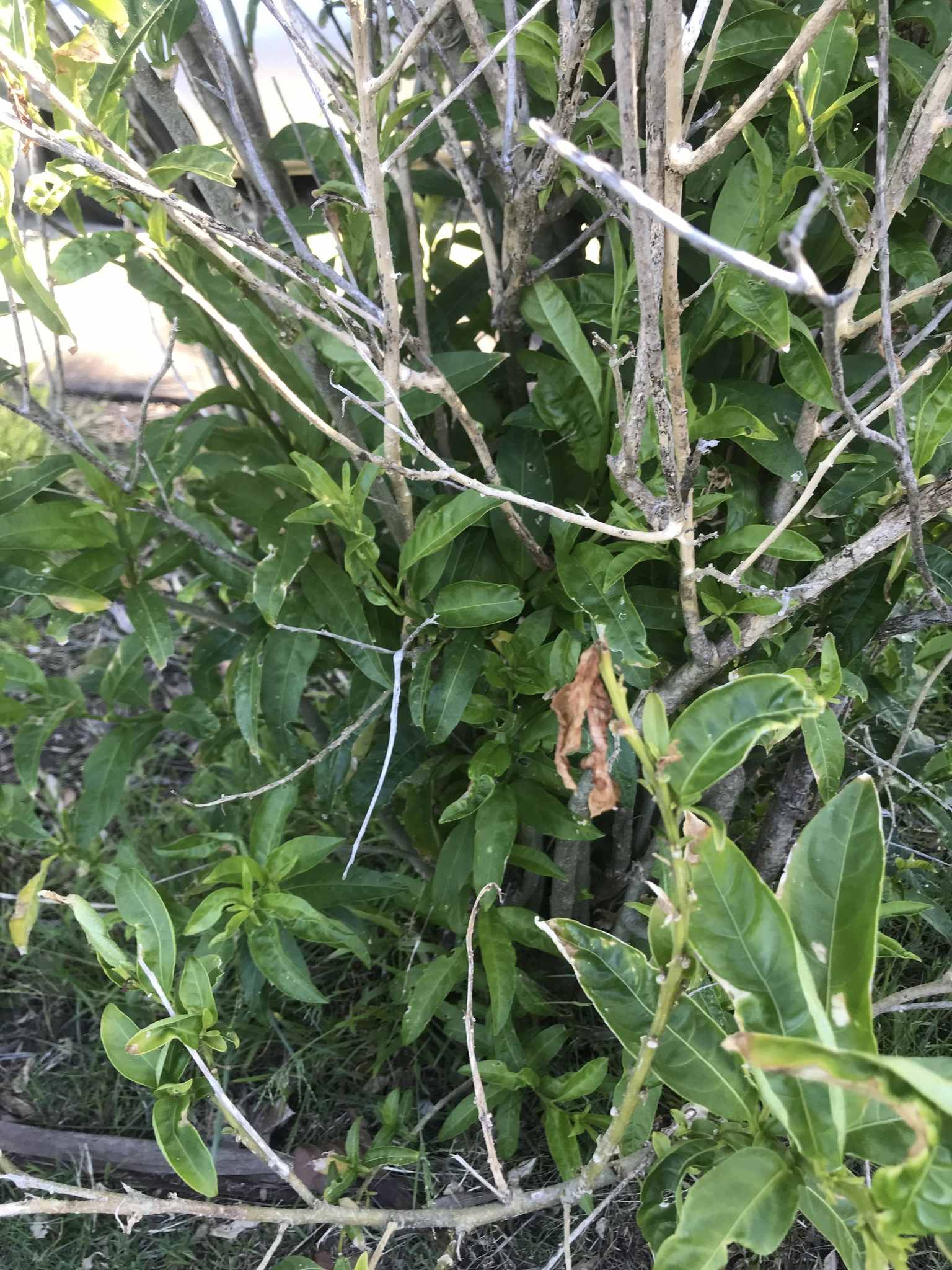Cestrum nocturnum