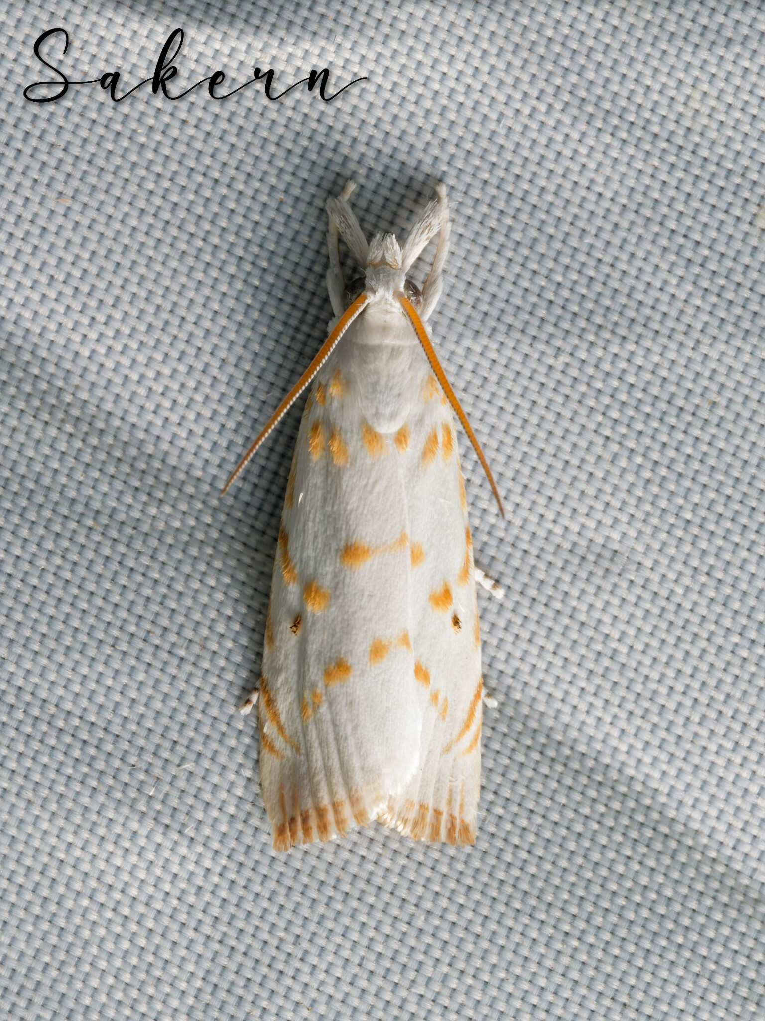 Calamotropha