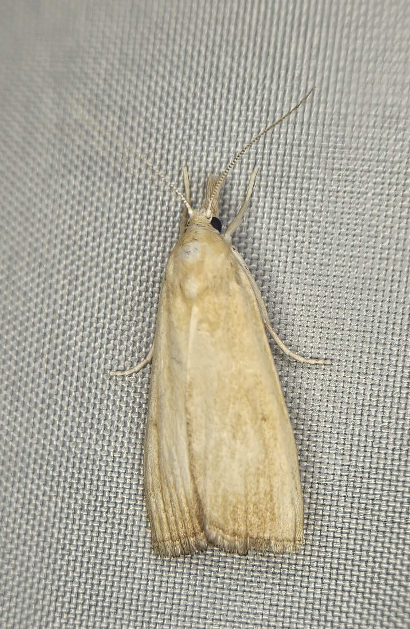 Calamotropha