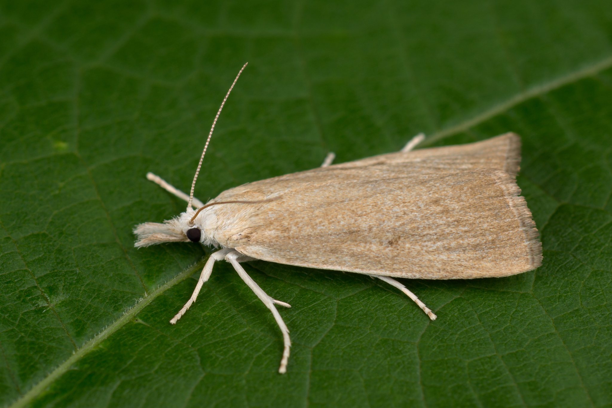 Calamotropha