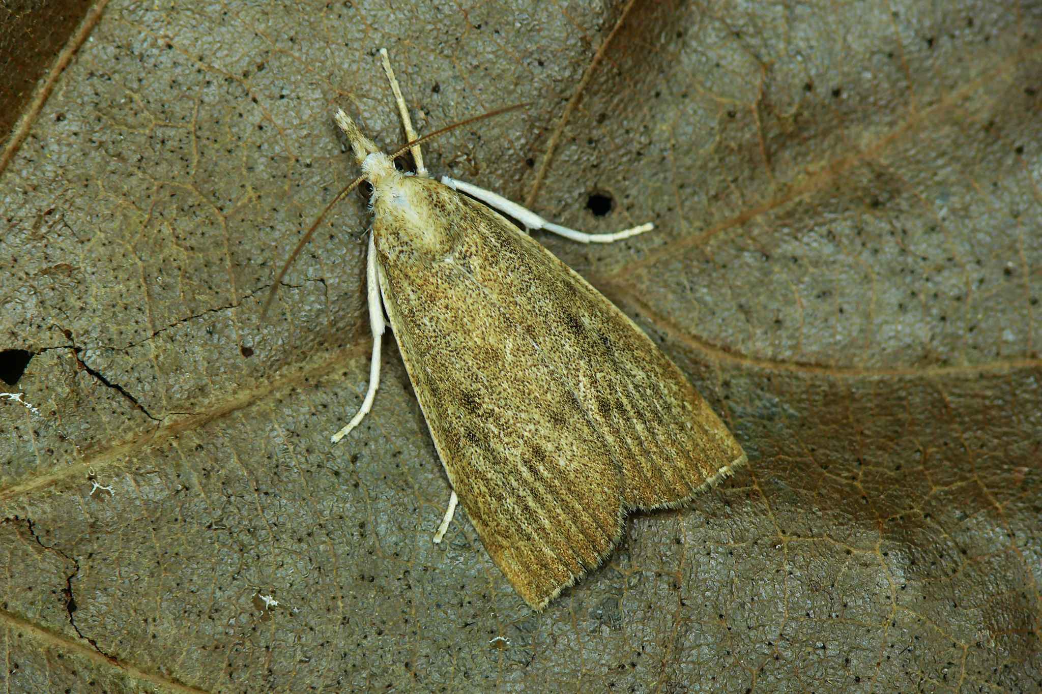 Calamotropha