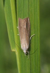 Calamotropha