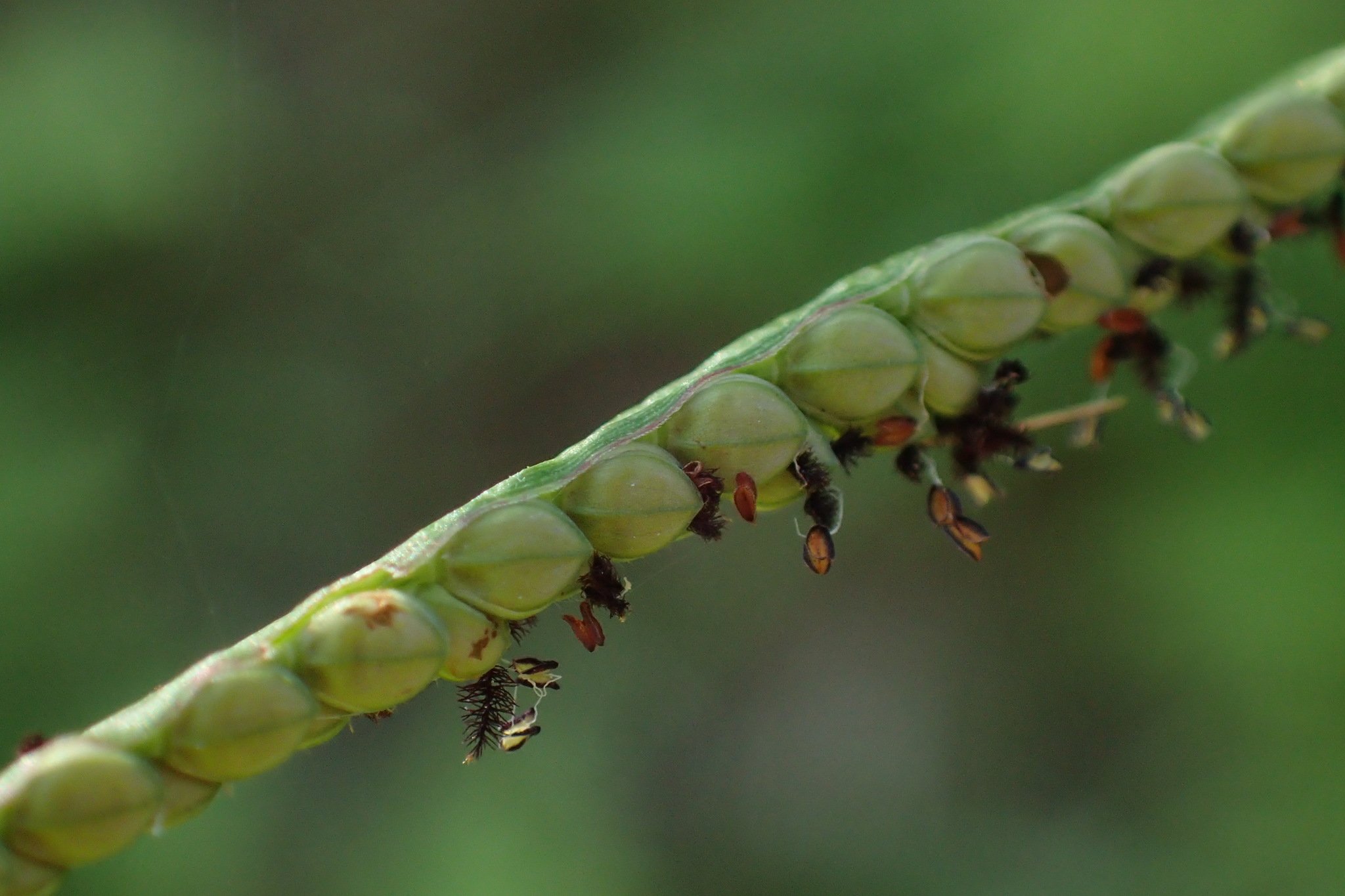 Paspalum scrobiculatum