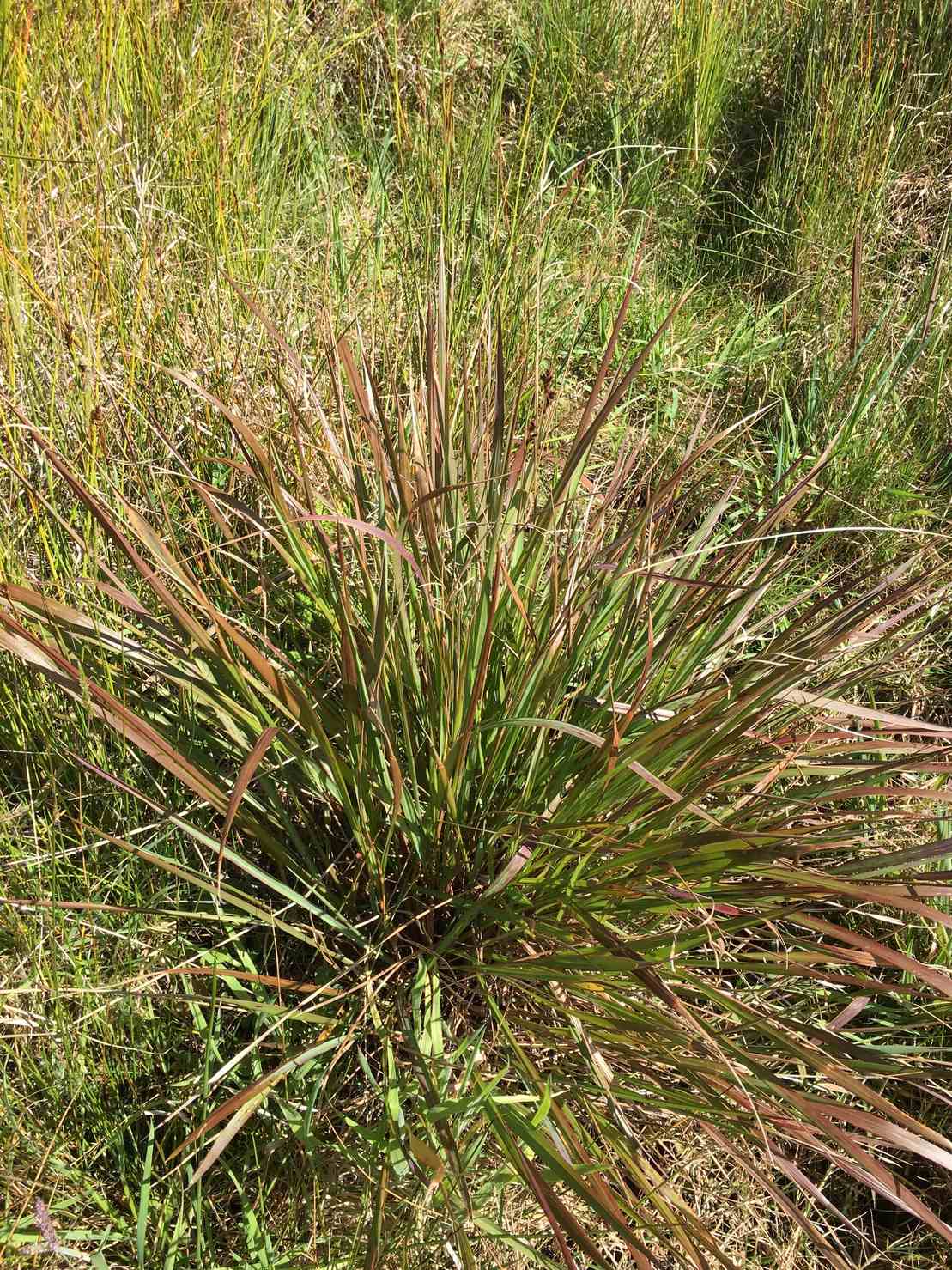 Paspalum scrobiculatum
