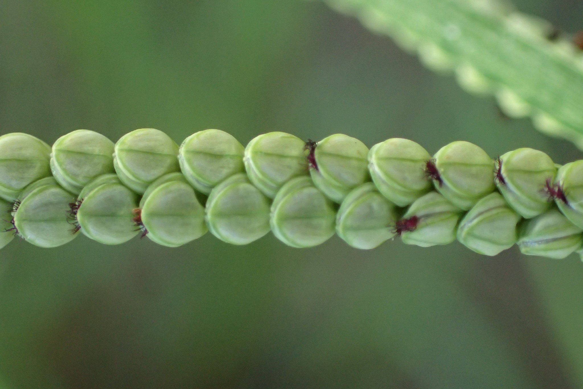 Paspalum scrobiculatum