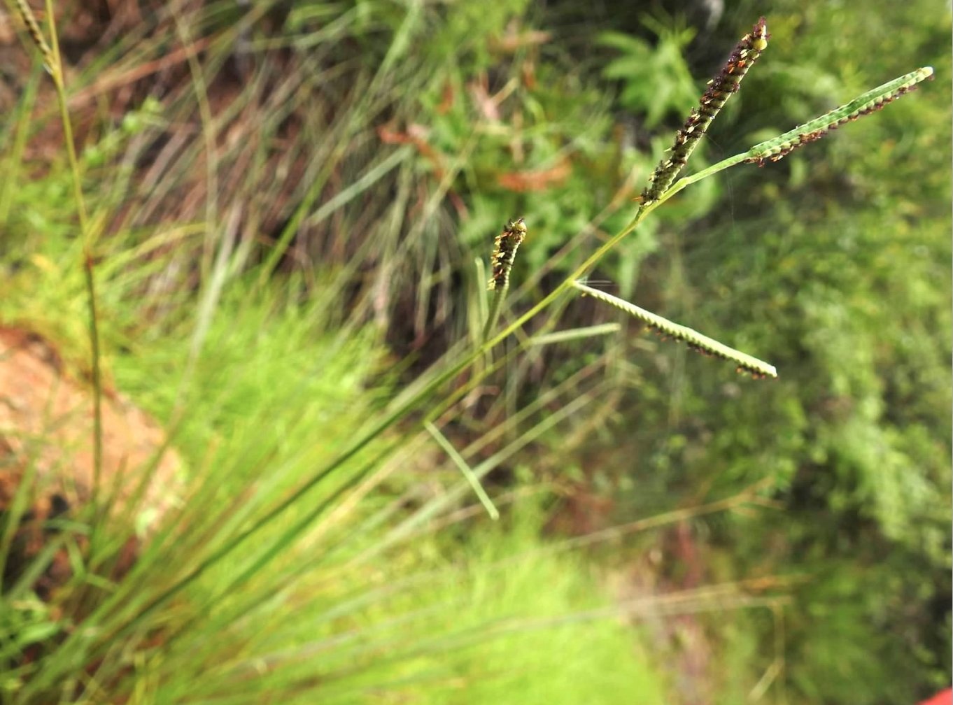 Paspalum scrobiculatum