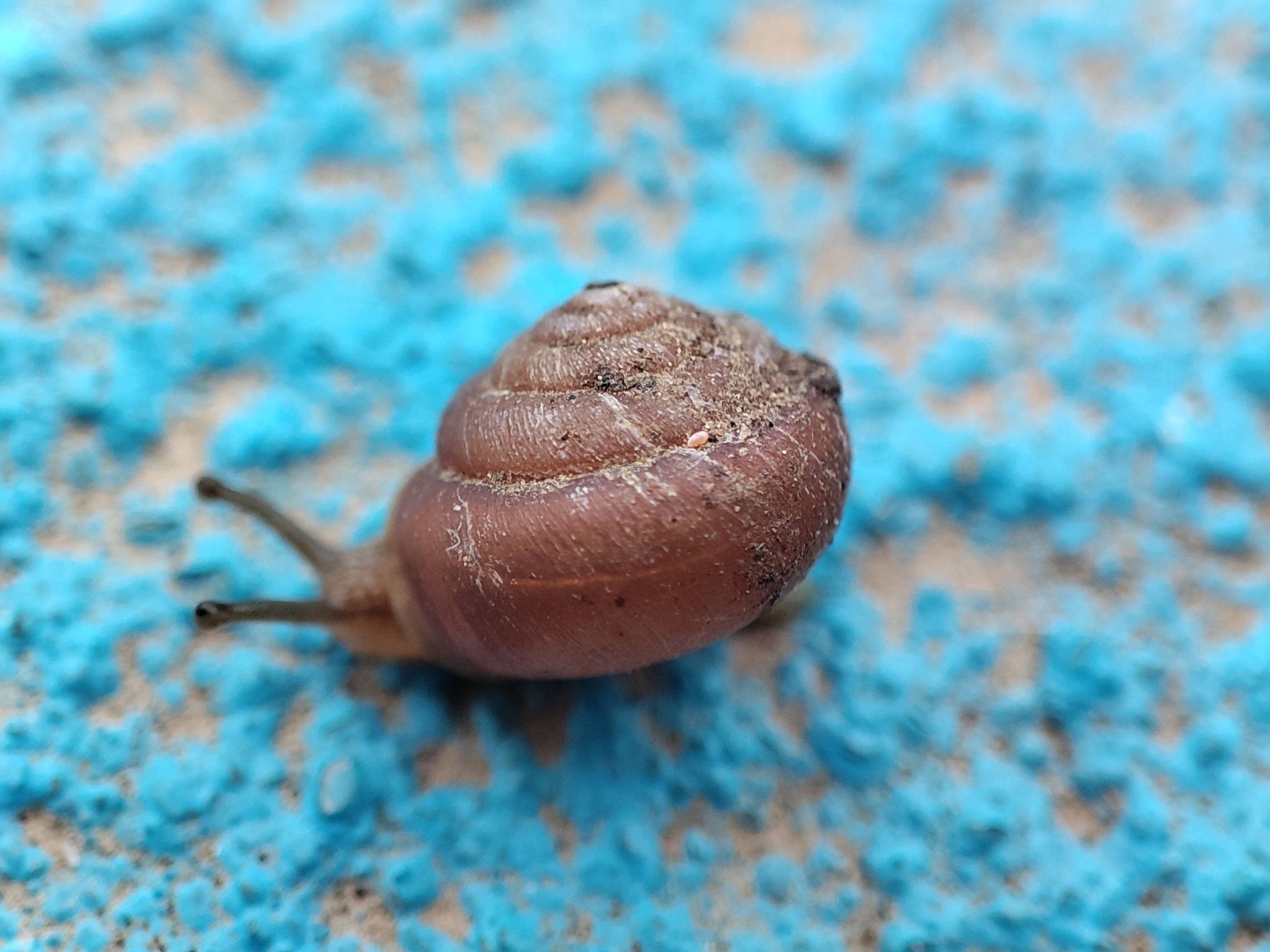 Metodontia