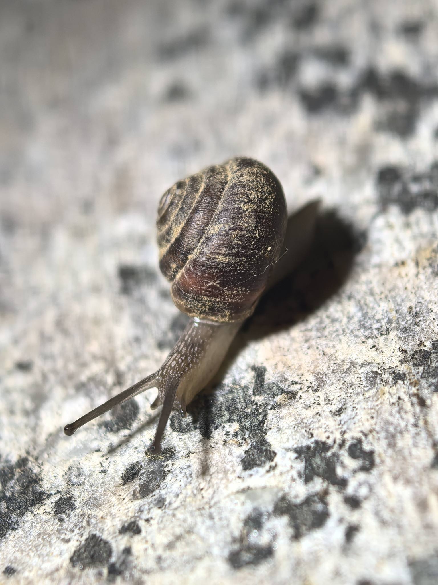 Metodontia