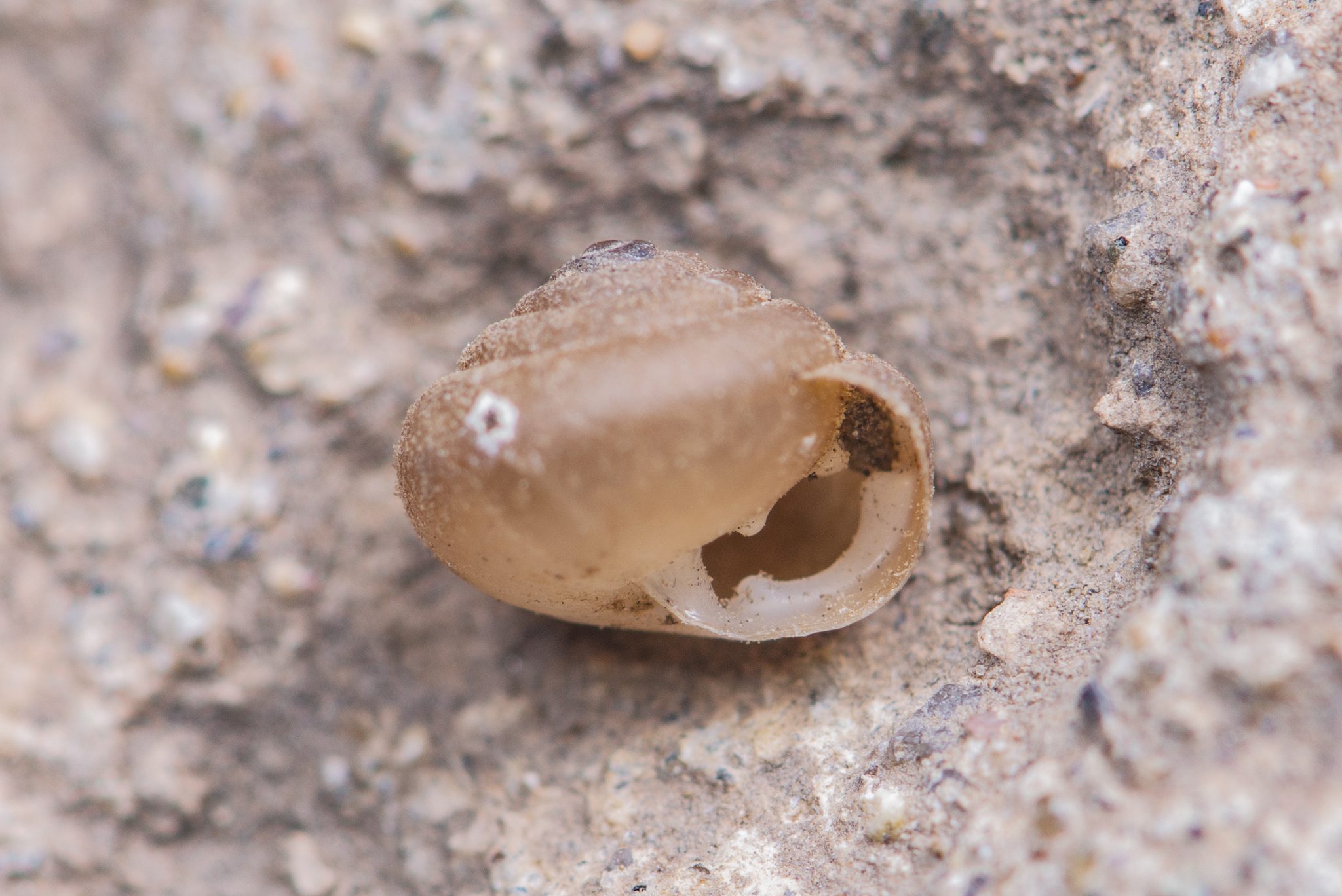 Metodontia