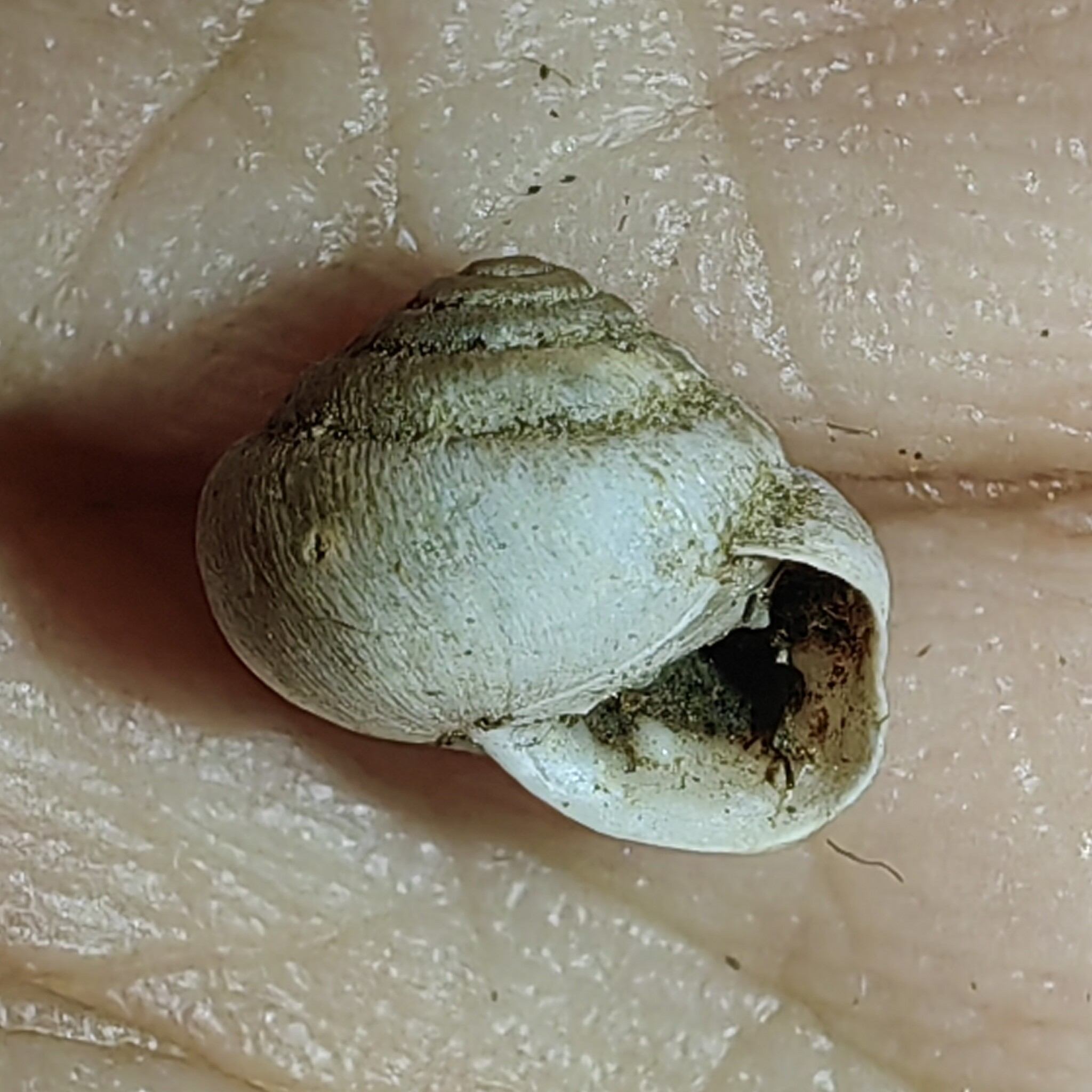 Metodontia