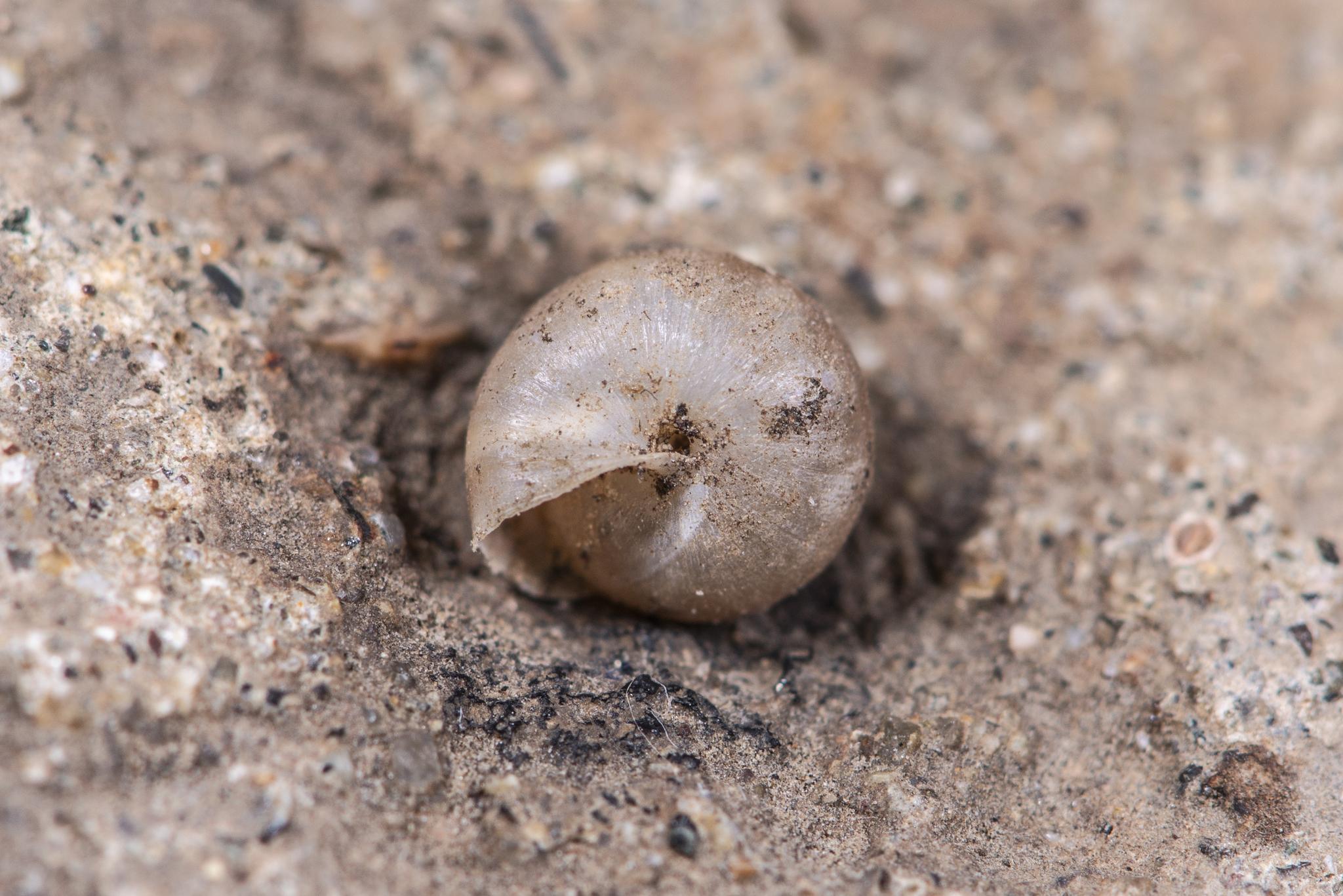 Metodontia