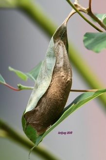 Attacus atlas