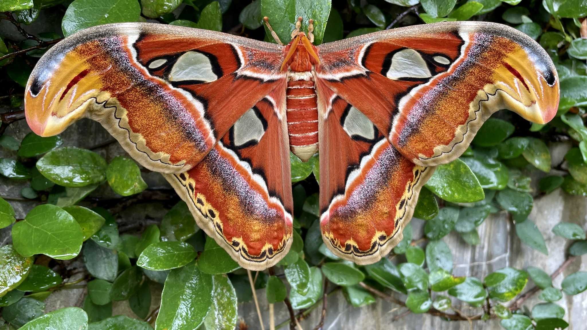 Attacus atlas