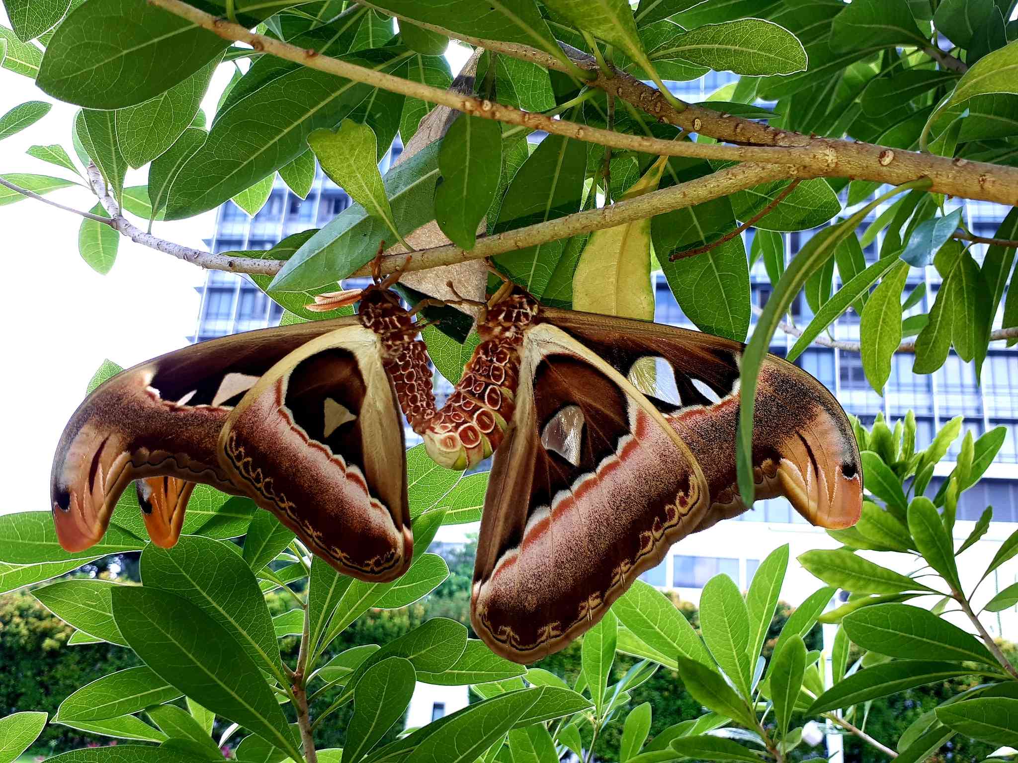 Attacus atlas