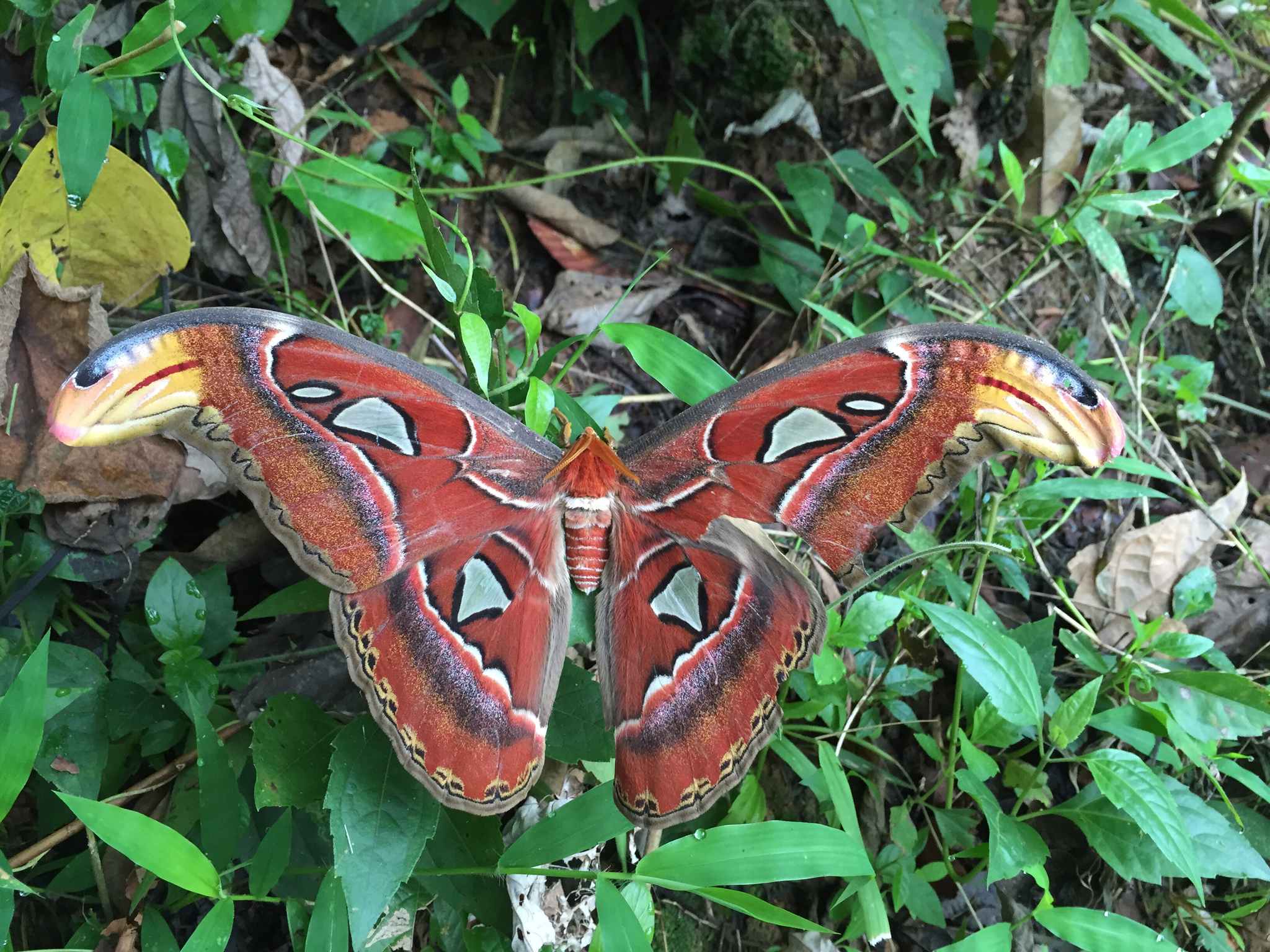 Attacus atlas