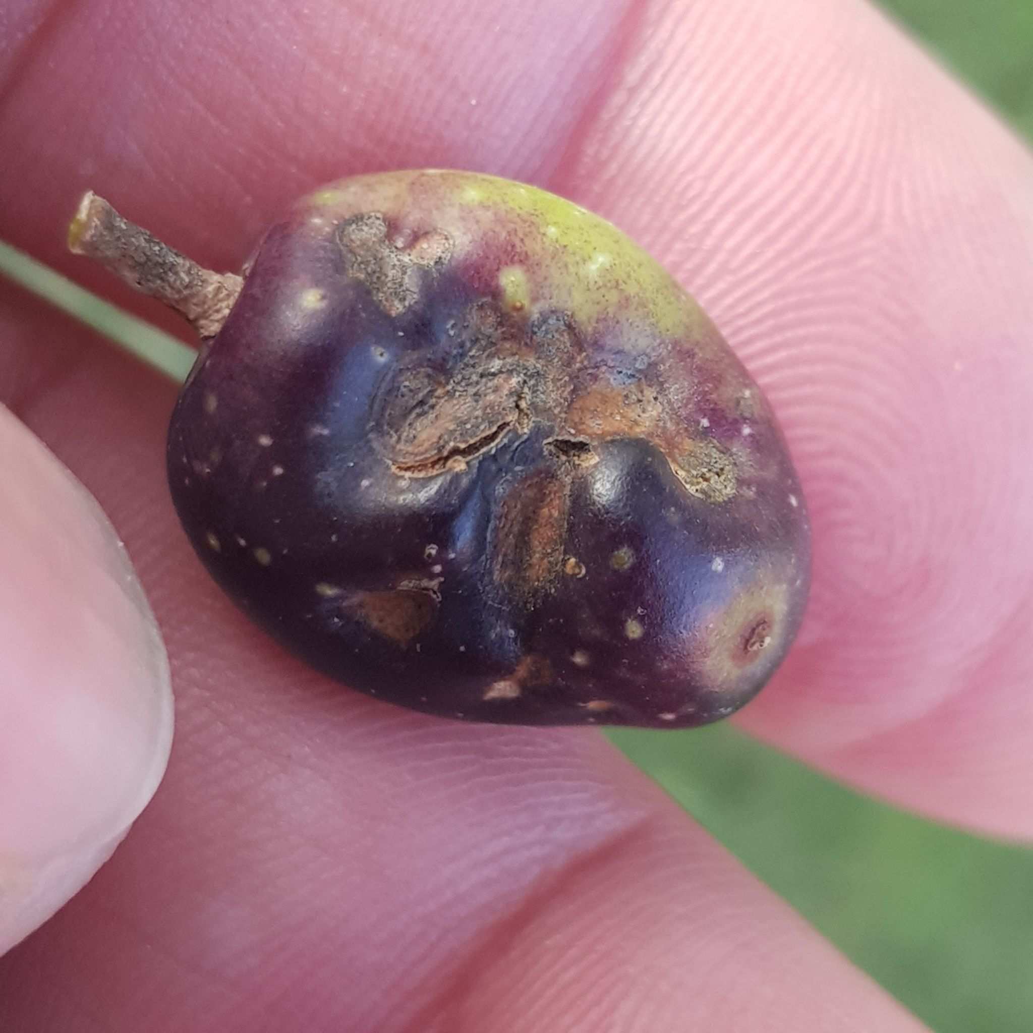 Pseudocercospora cladosporioides