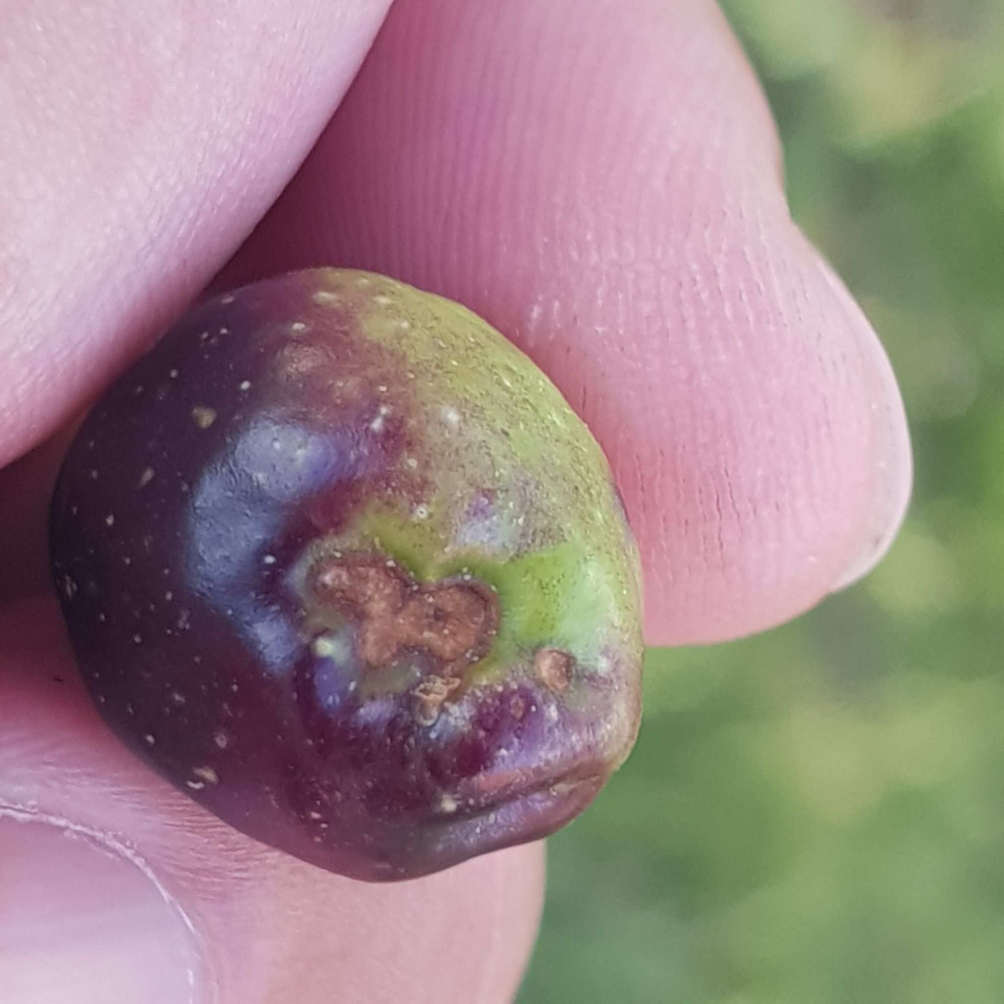 Pseudocercospora cladosporioides