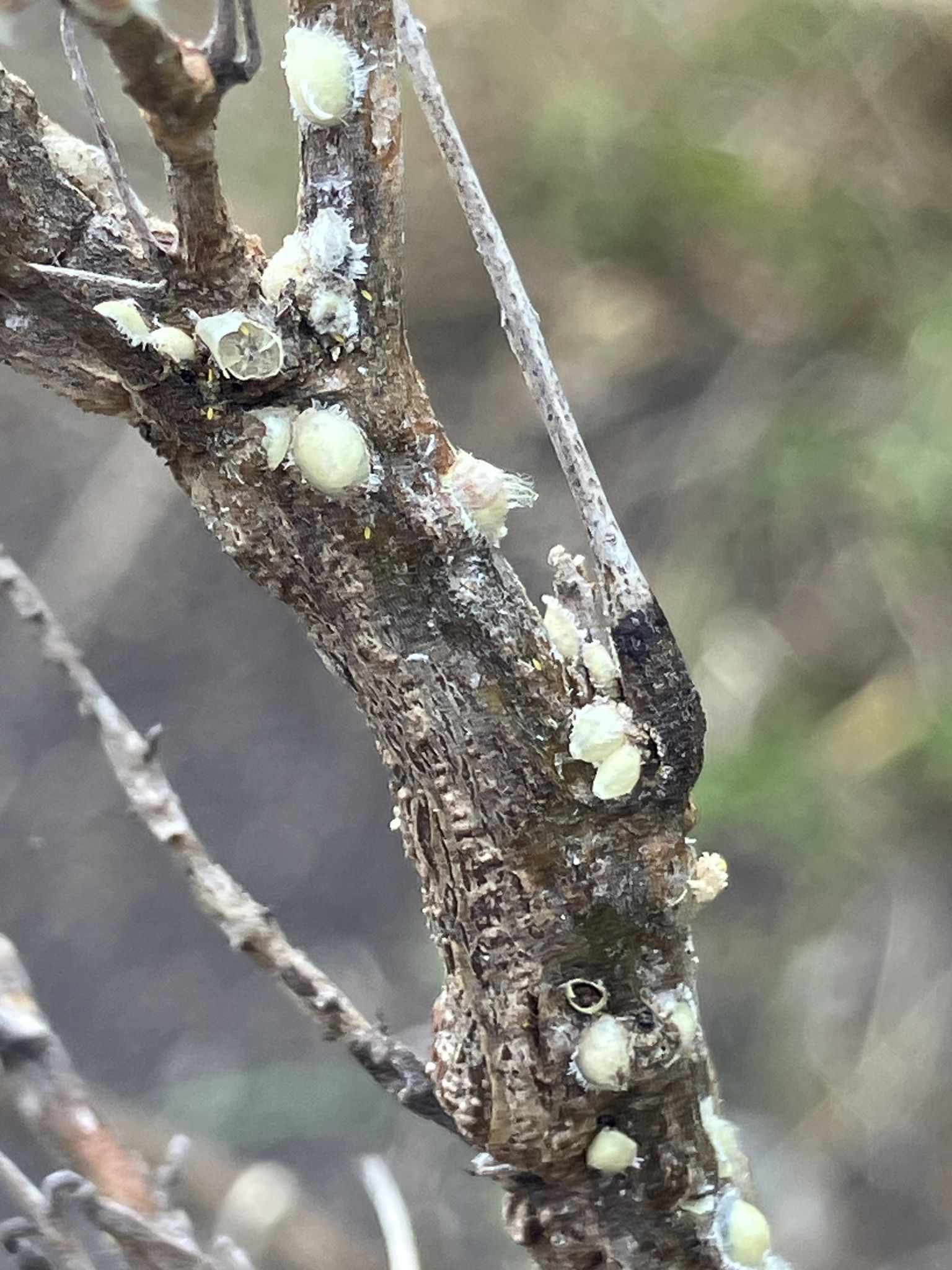 Russellaspis