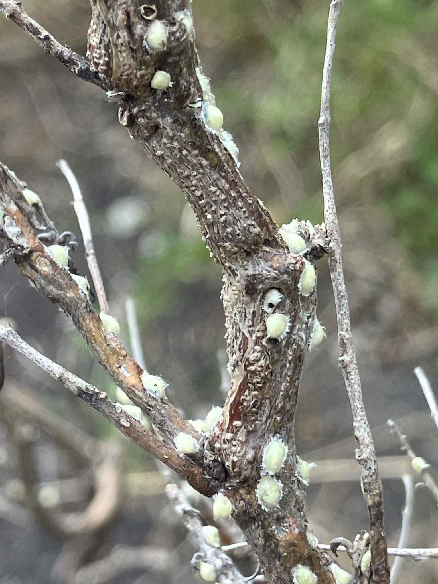 Russellaspis