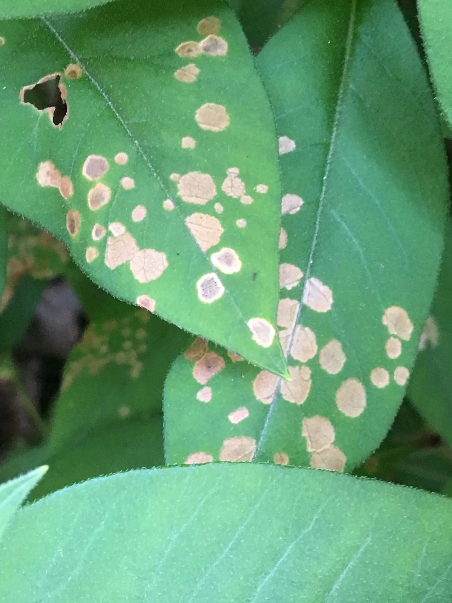Puccinia limosae