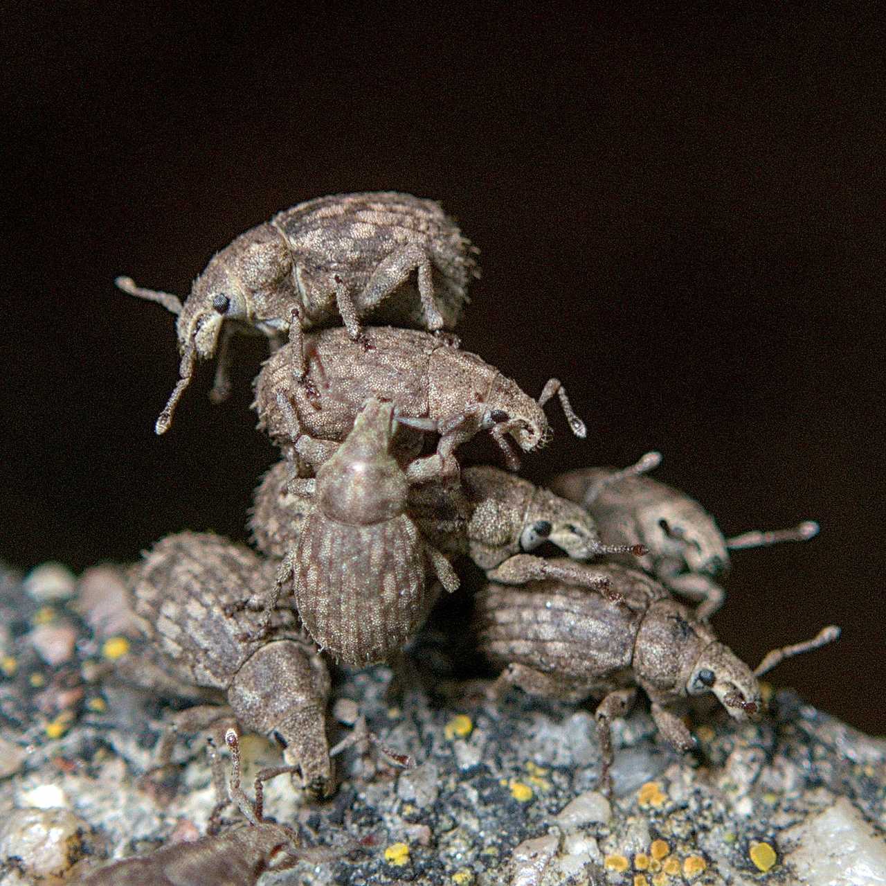Romualdius bifoveolatus
