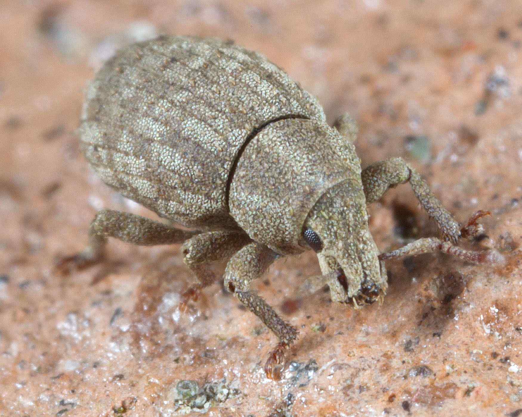Romualdius bifoveolatus
