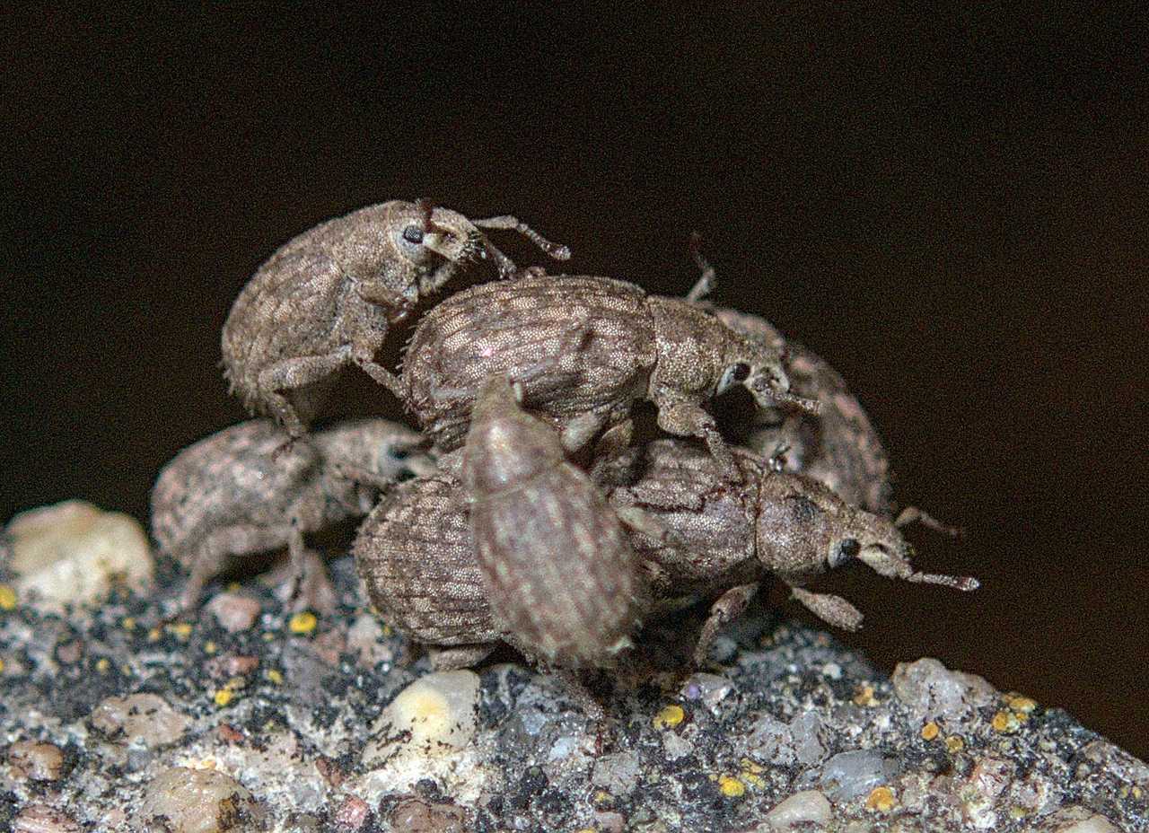 Romualdius bifoveolatus