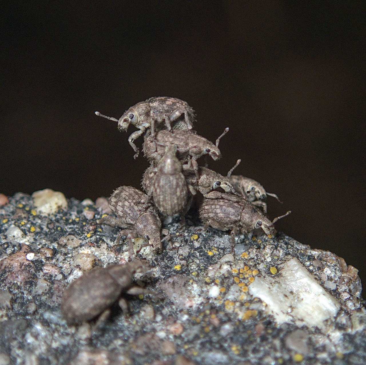 Romualdius bifoveolatus